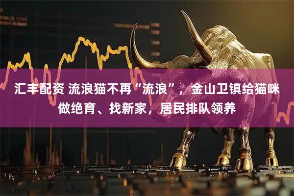 汇丰配资 流浪猫不再“流浪”，金山卫镇给猫咪做绝育、找新家，居民排队领养